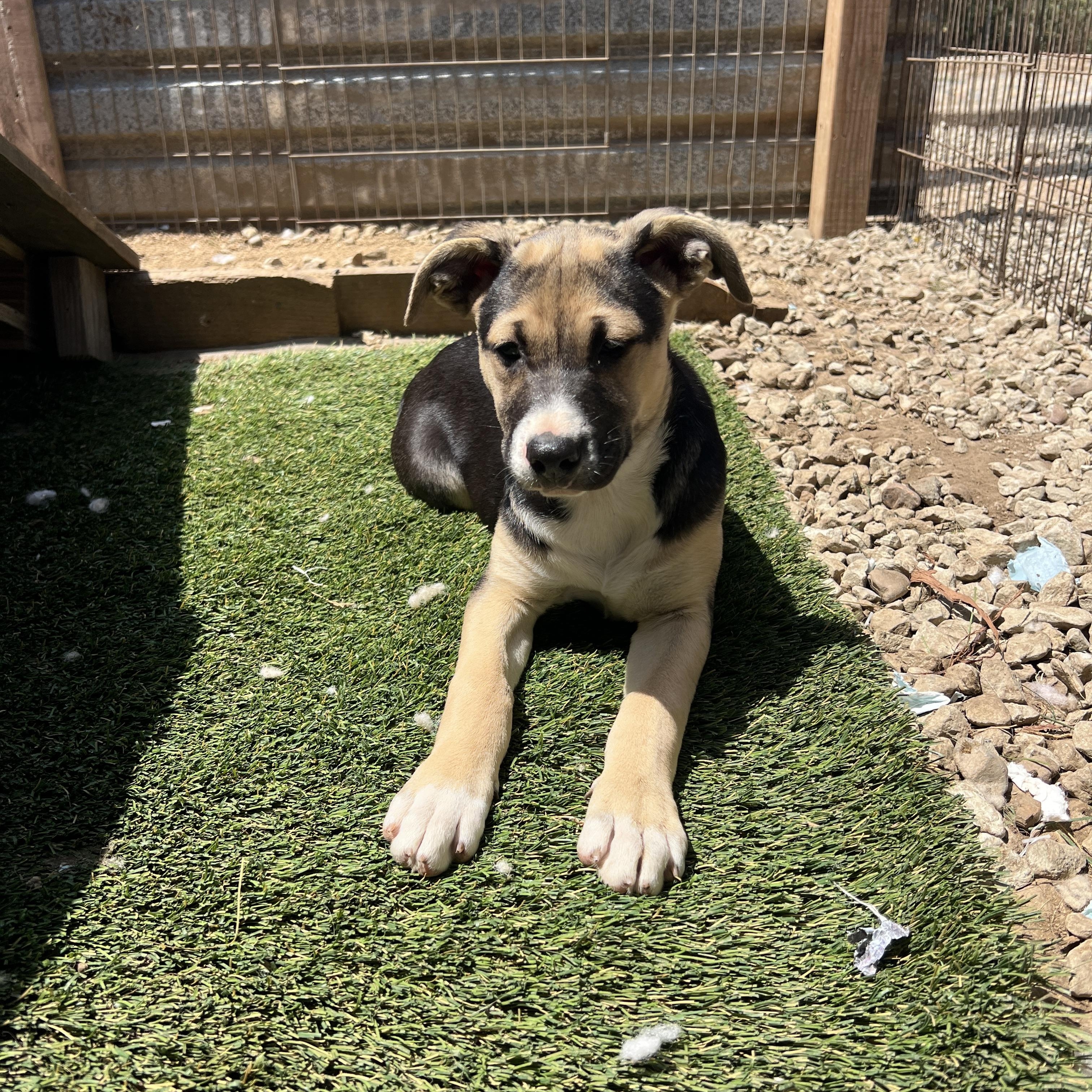 Enlarge Aubrey, a Adoptable mixed breed in Escondido, CA image 1/5
