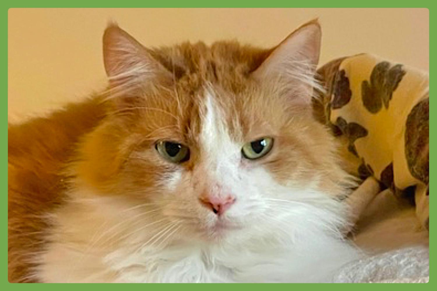 Marmalade — thumbnail 2