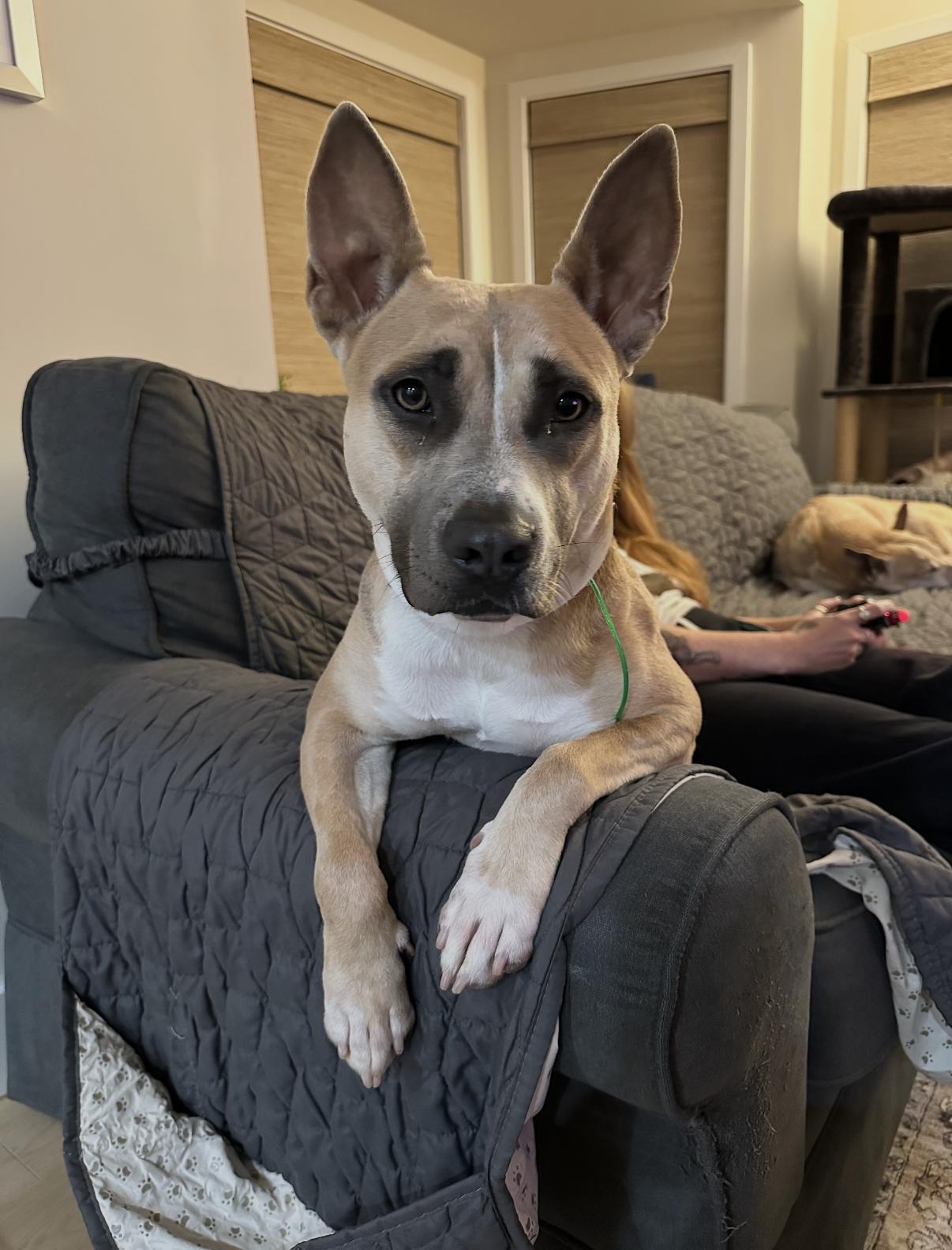 Enlarge Lacy, a Adoptable mixed breed in West Hollywood, CA image 4/5