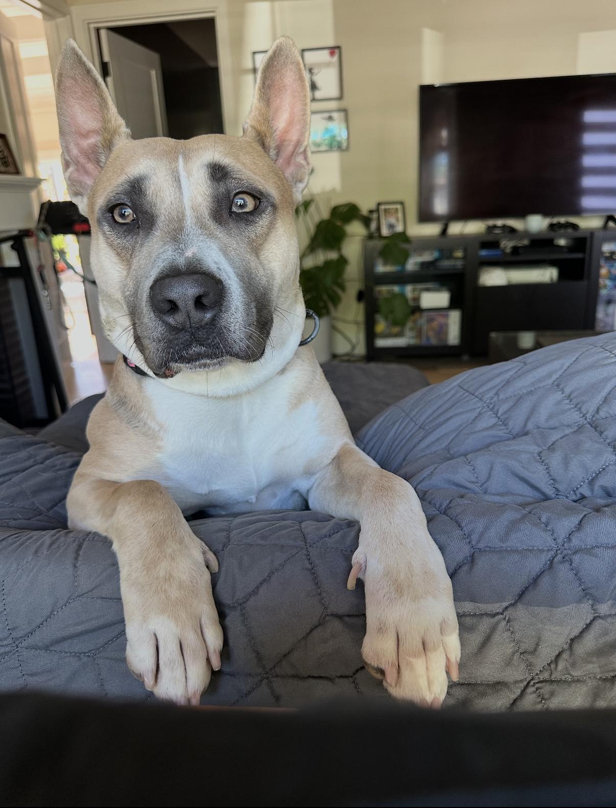 Enlarge Lacy, a Adoptable mixed breed in West Hollywood, CA image 3/5