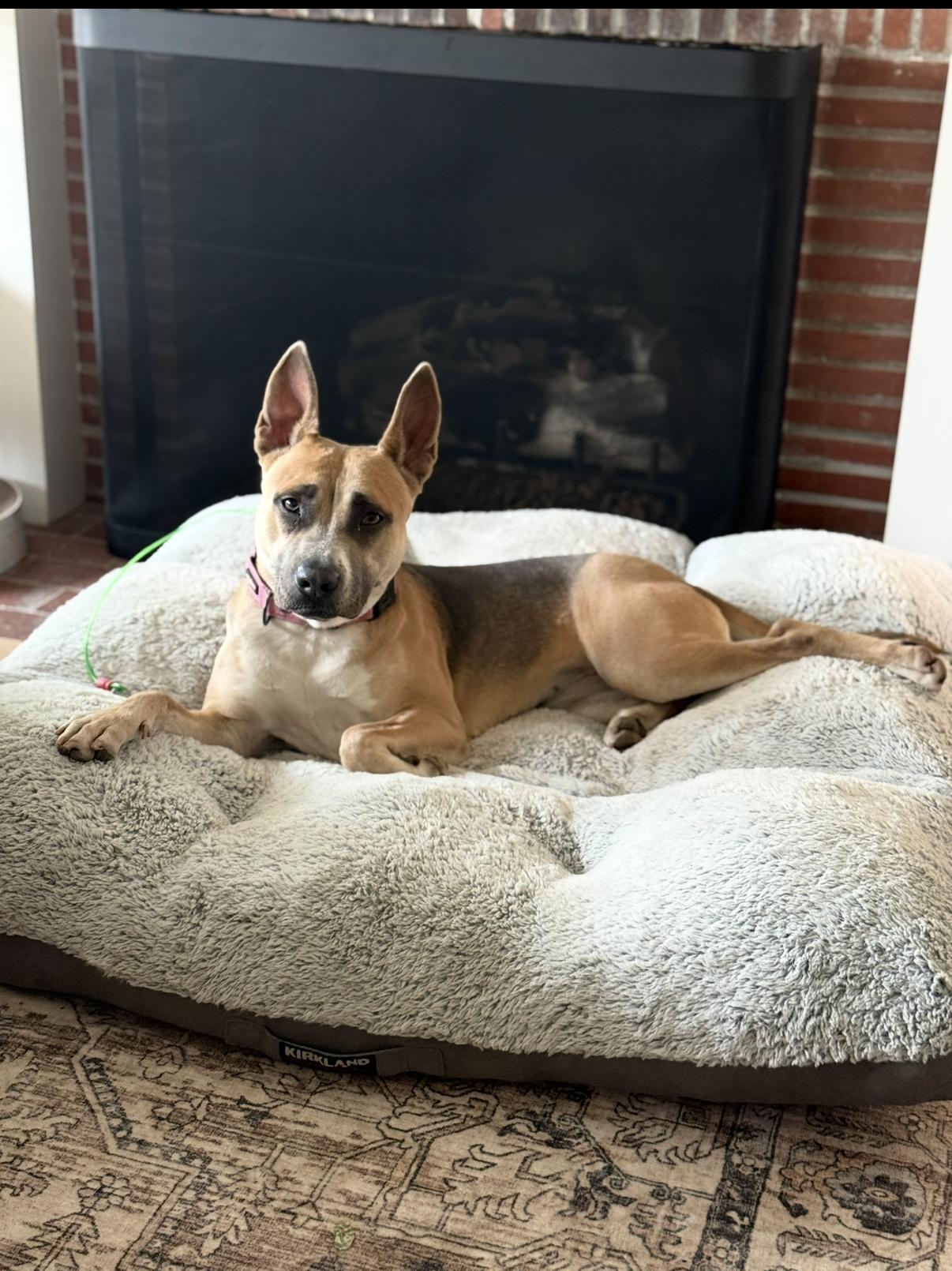 Enlarge Lacy, a Adoptable mixed breed in West Hollywood, CA image 1/5
