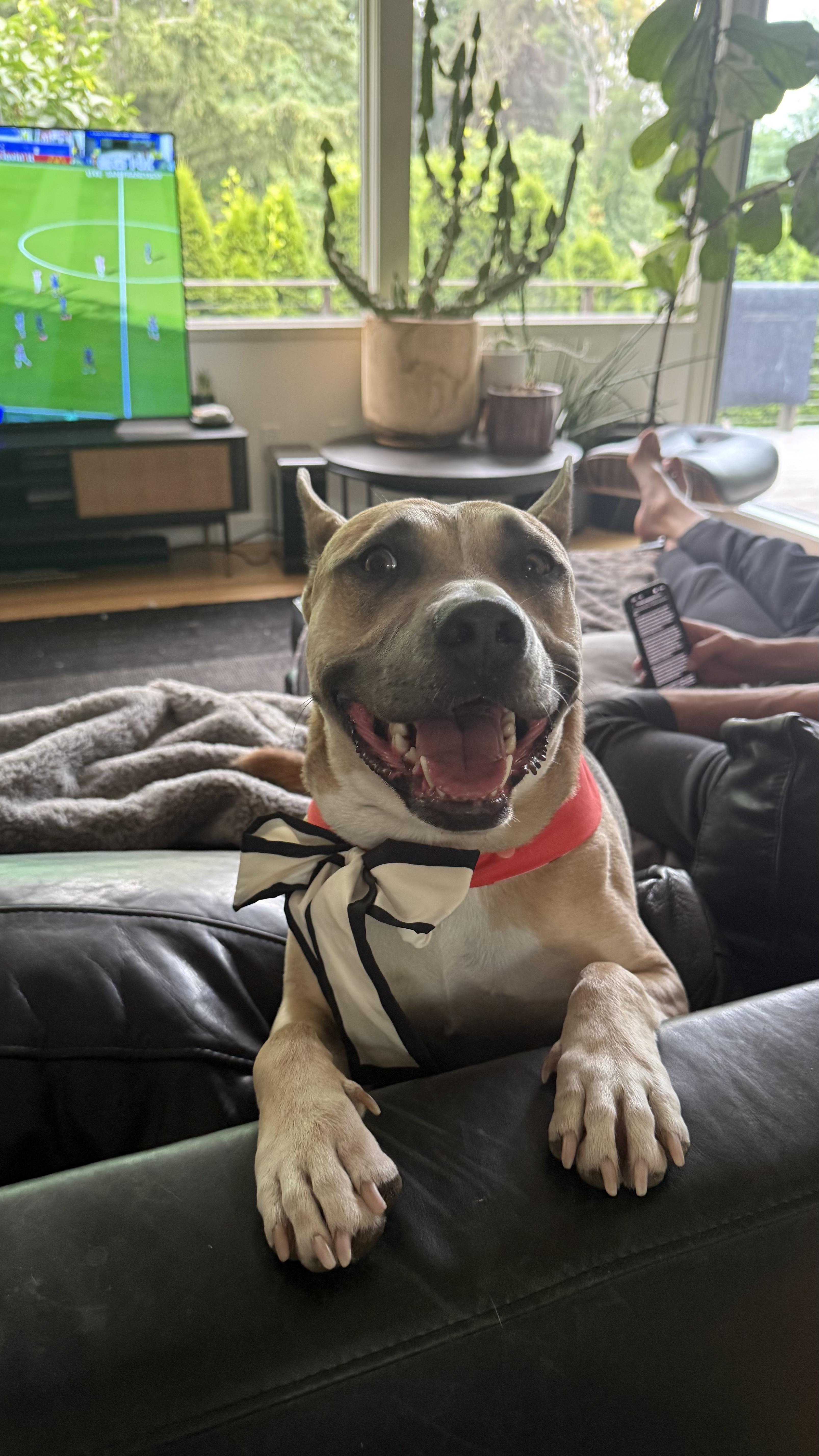 Lacy, Adoptable, Young Female American Staffordshire Terrier.