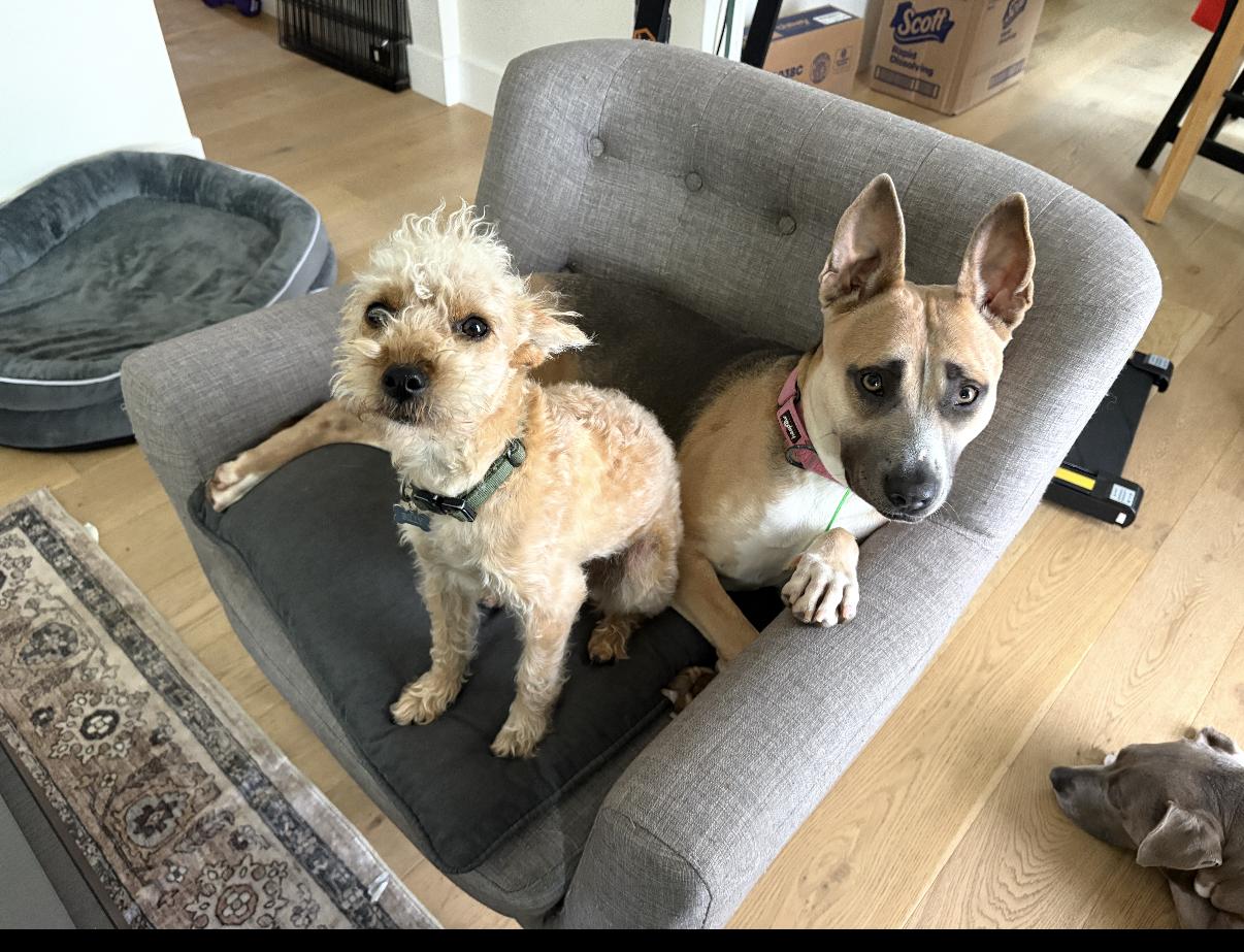 Enlarge Lacy, a Adoptable mixed breed in West Hollywood, CA image 5/5