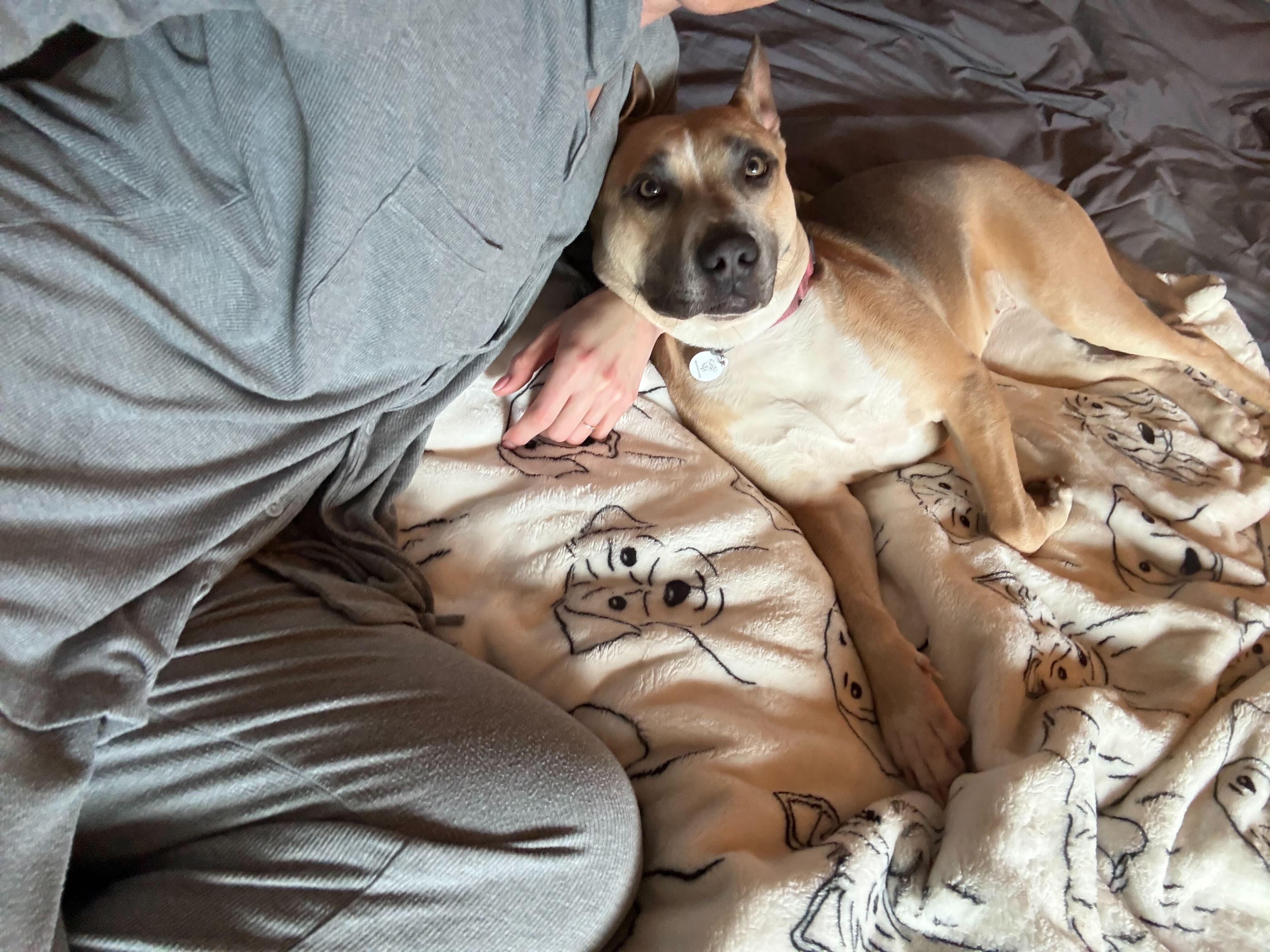 Enlarge Lacy, a Adoptable mixed breed in Seattle, WA image 1/6