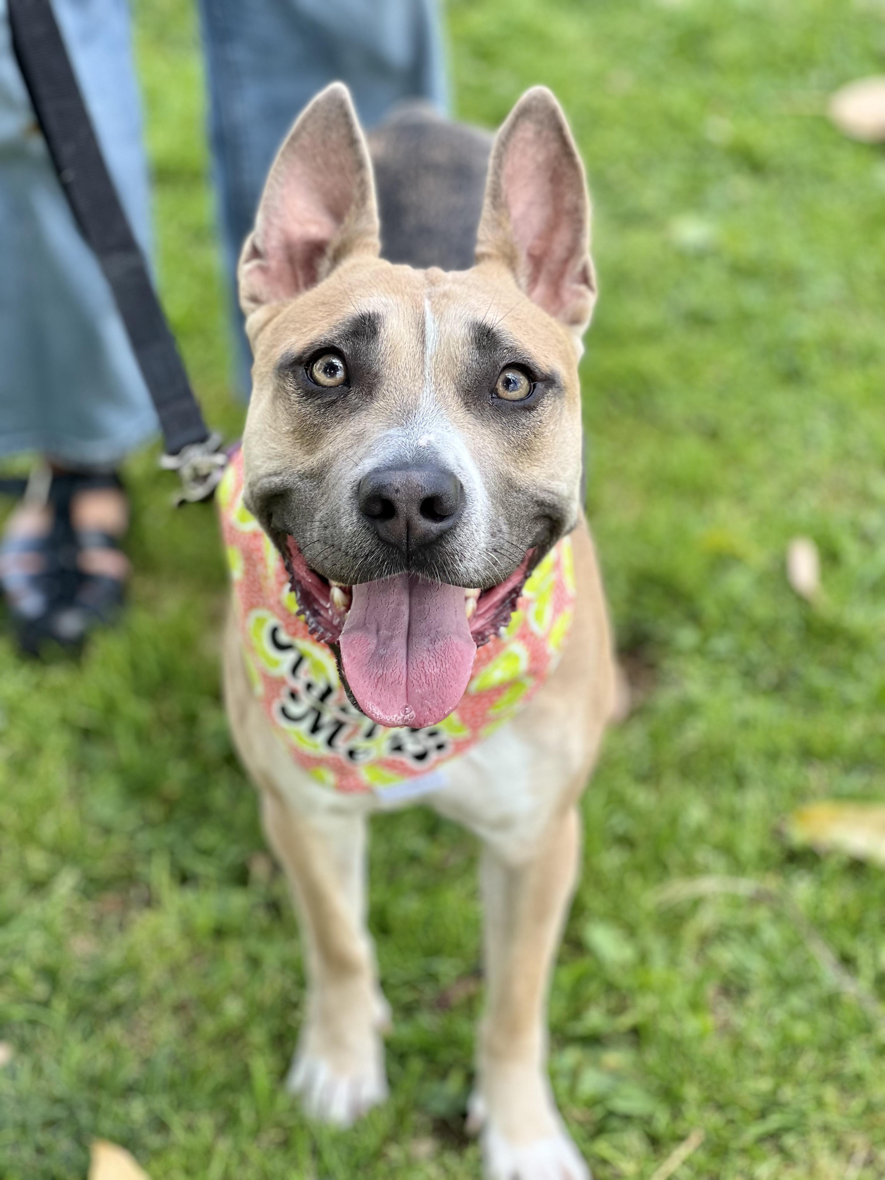 Lacy, an adoptable American Staffordshire Terrier Mix in West Hollywood, CA_image-1