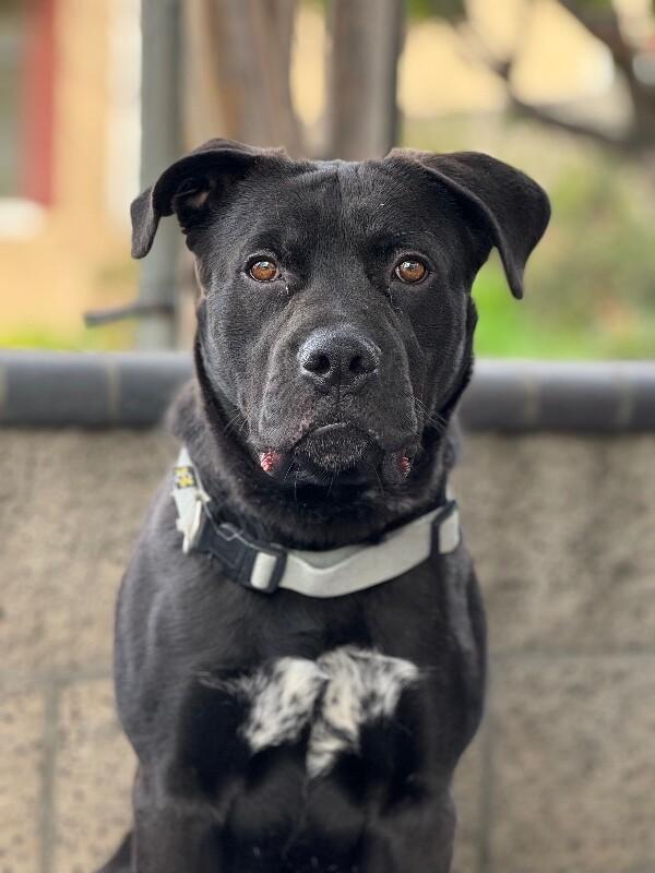 Lincoln, Adoptable, Adult Male Black Labrador Retriever & American Staffordshire Terrier.