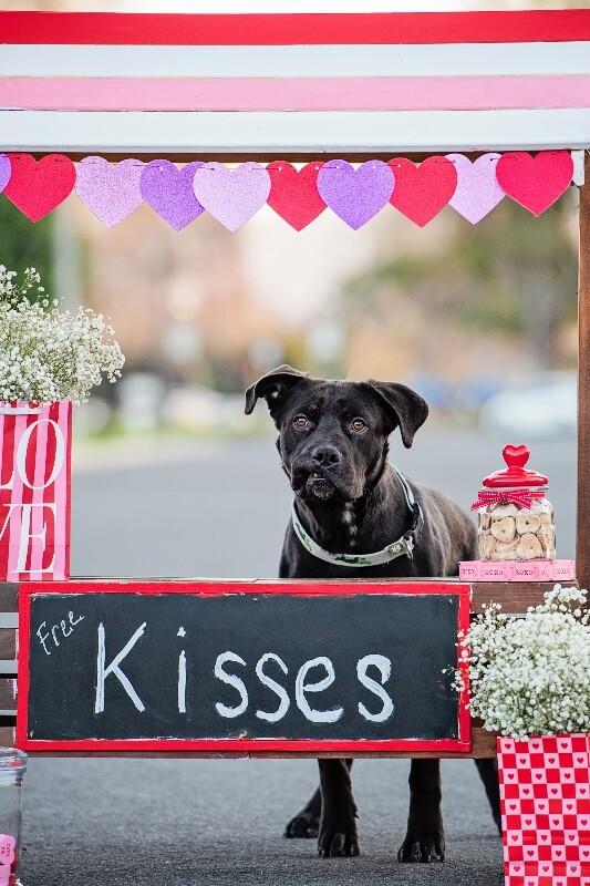 Enlarge Lincoln, a Adoptable mixed breed in San Francisco , CA image 1/6