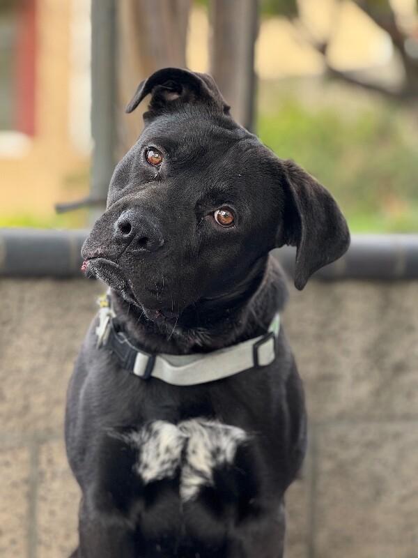Enlarge Lincoln, a Adoptable mixed breed in San Francisco , CA image 2/6