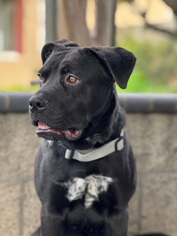 Enlarge Lincoln, a Adoptable mixed breed in San Francisco , CA image 4/6