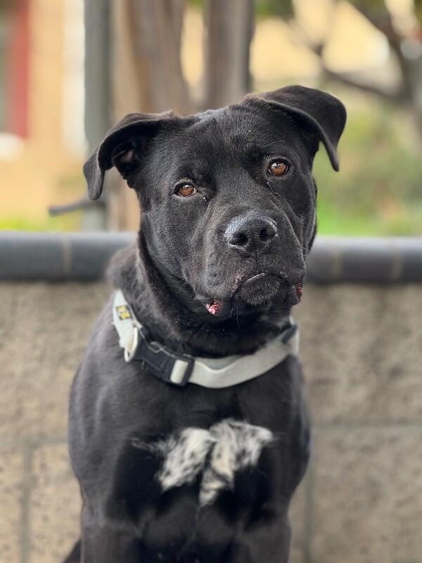 Enlarge Lincoln, a Adoptable mixed breed in San Francisco , CA image 6/6