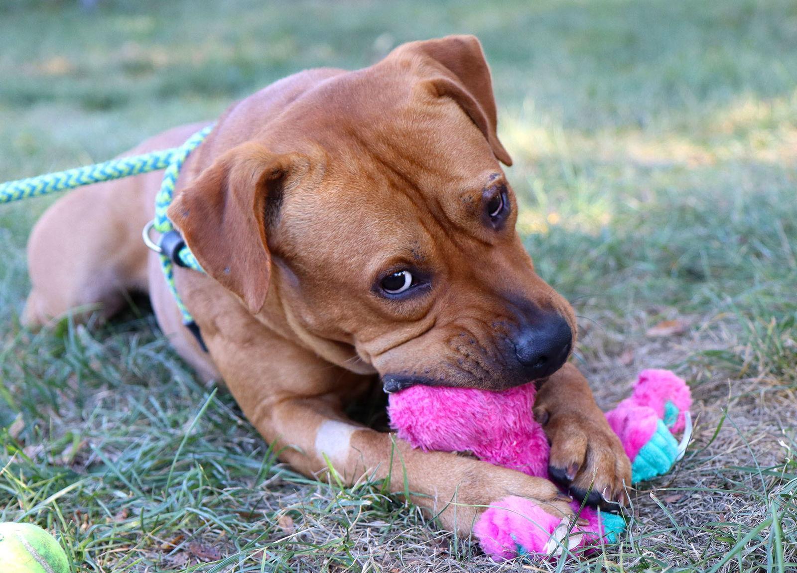 Atticus, a Adoptable mixed breed in Kansas City, MO image 2/2