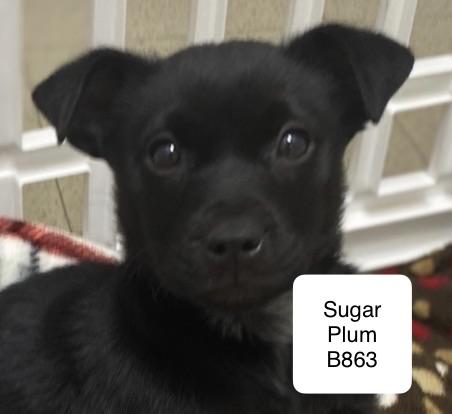 Enlarge Sugar Plum, a ADOPTABLE mixed breed in Morganton, NC image 1/1