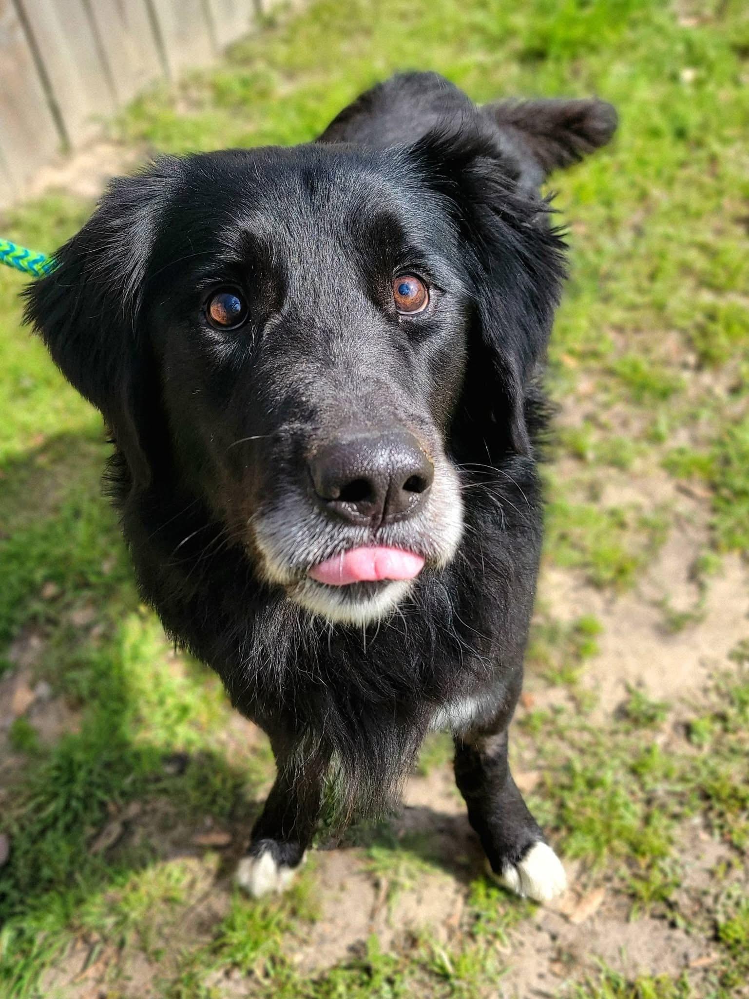 Enlarge Blind Bob , a ADOPTABLE mixed breed in Mendham, NJ image 3/4
