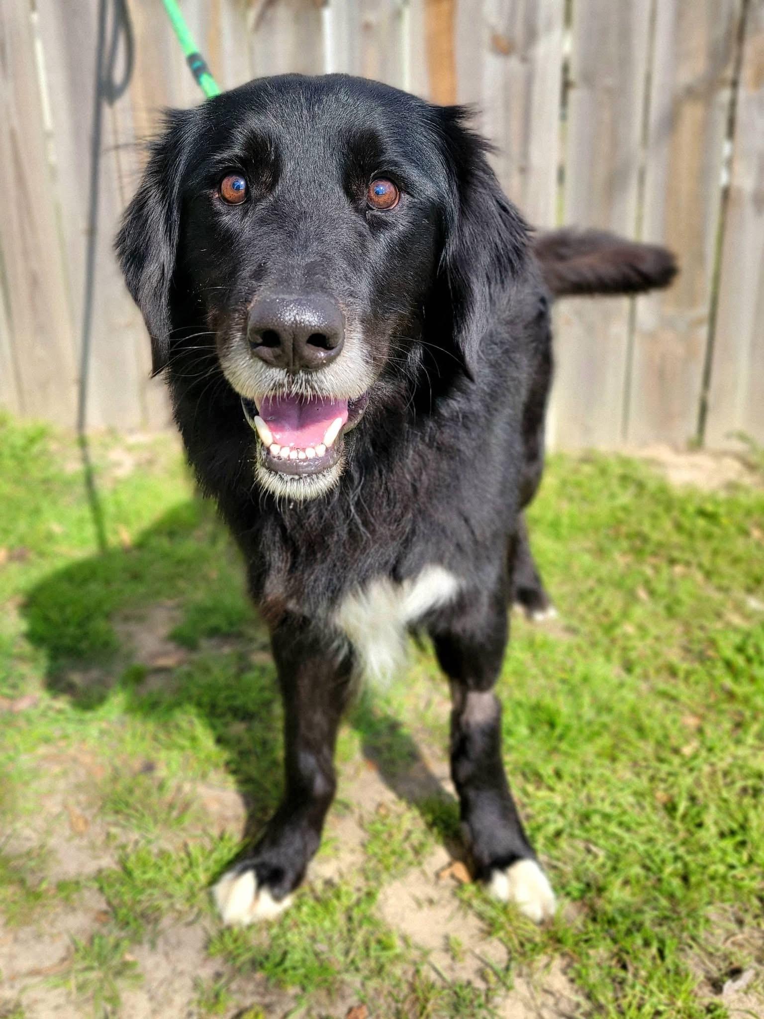 Blind Bob , ADOPTABLE, Adult Male Flat-Coated Retriever.