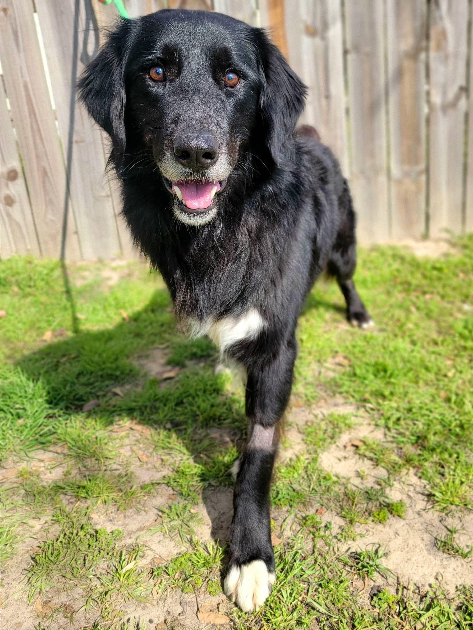 Enlarge Blind Bob , a ADOPTABLE mixed breed in Mendham, NJ image 2/4