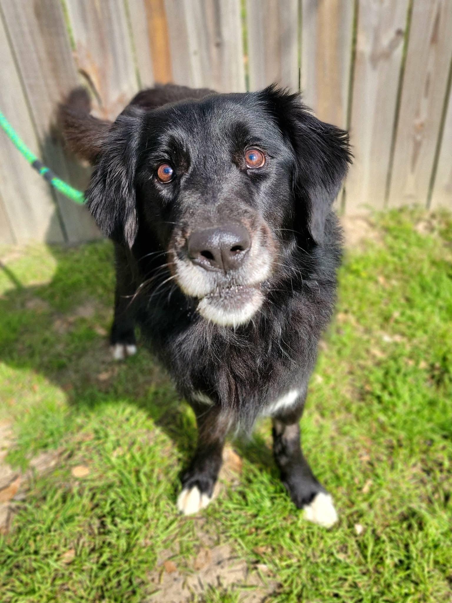 Enlarge Blind Bob , a ADOPTABLE mixed breed in Mendham, NJ image 4/4