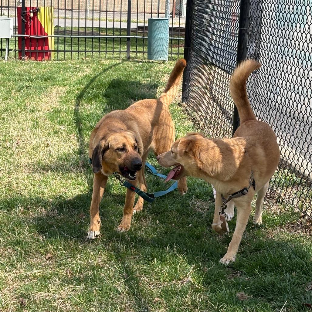 Enlarge Twizzler, a Adoptable mixed breed in Nashville, TN image 1/6