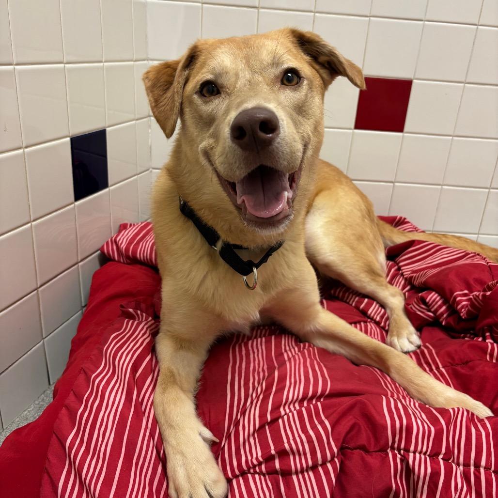 Twizzler, Adoptable, Young Male Yellow Labrador Retriever & Mixed Breed.