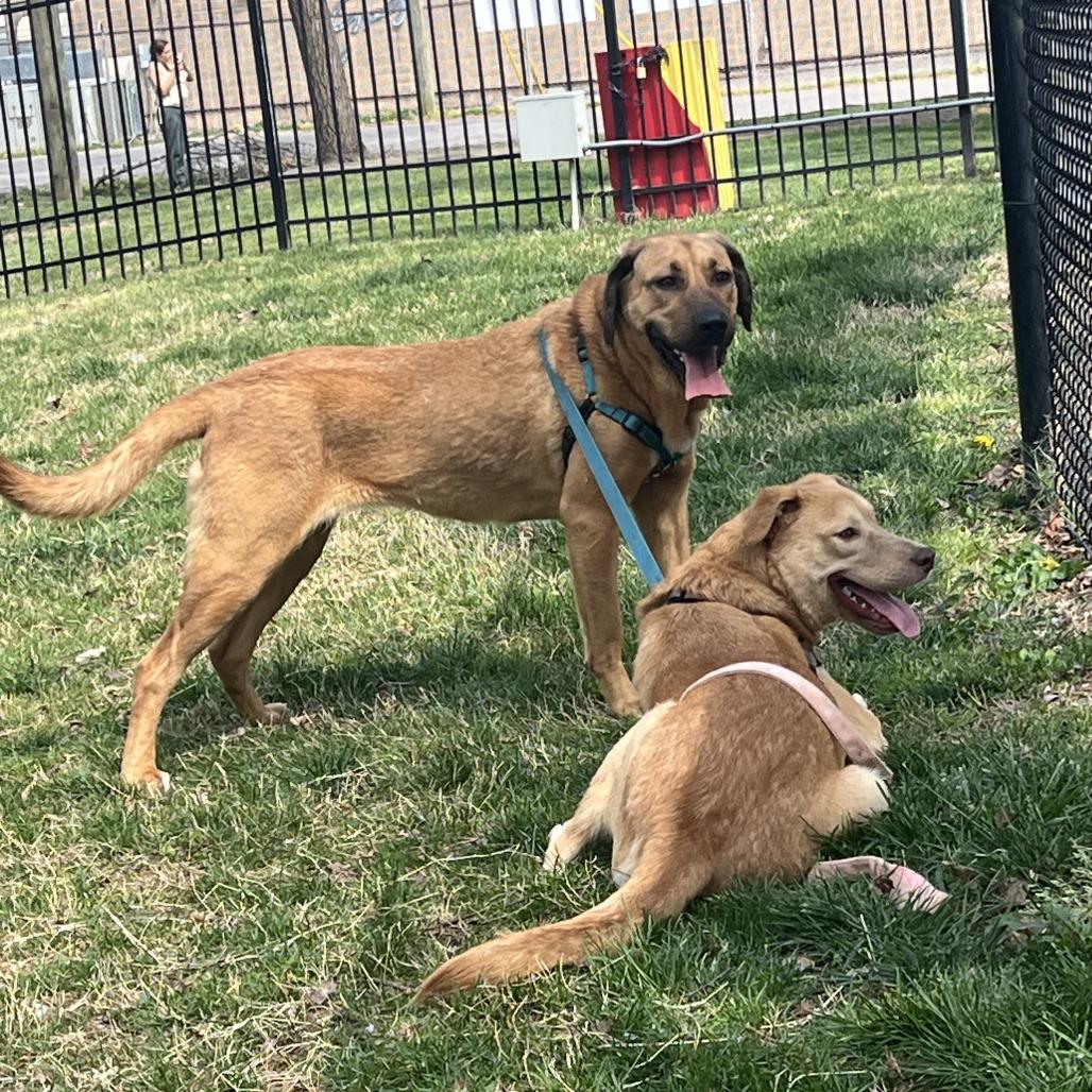 Enlarge Twizzler, a Adoptable mixed breed in Nashville, TN image 3/6