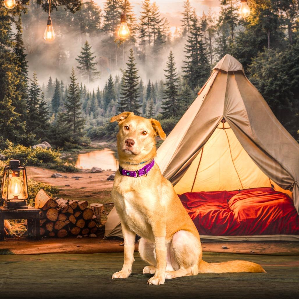 Enlarge Twizzler, a Adoptable mixed breed in Nashville, TN image 4/6