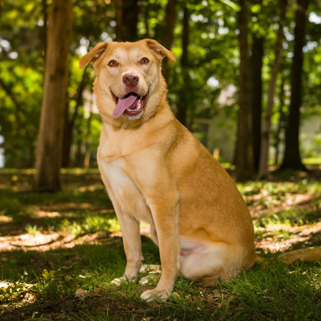 Enlarge Twizzler, a Adoptable mixed breed in Nashville, TN image 4/6