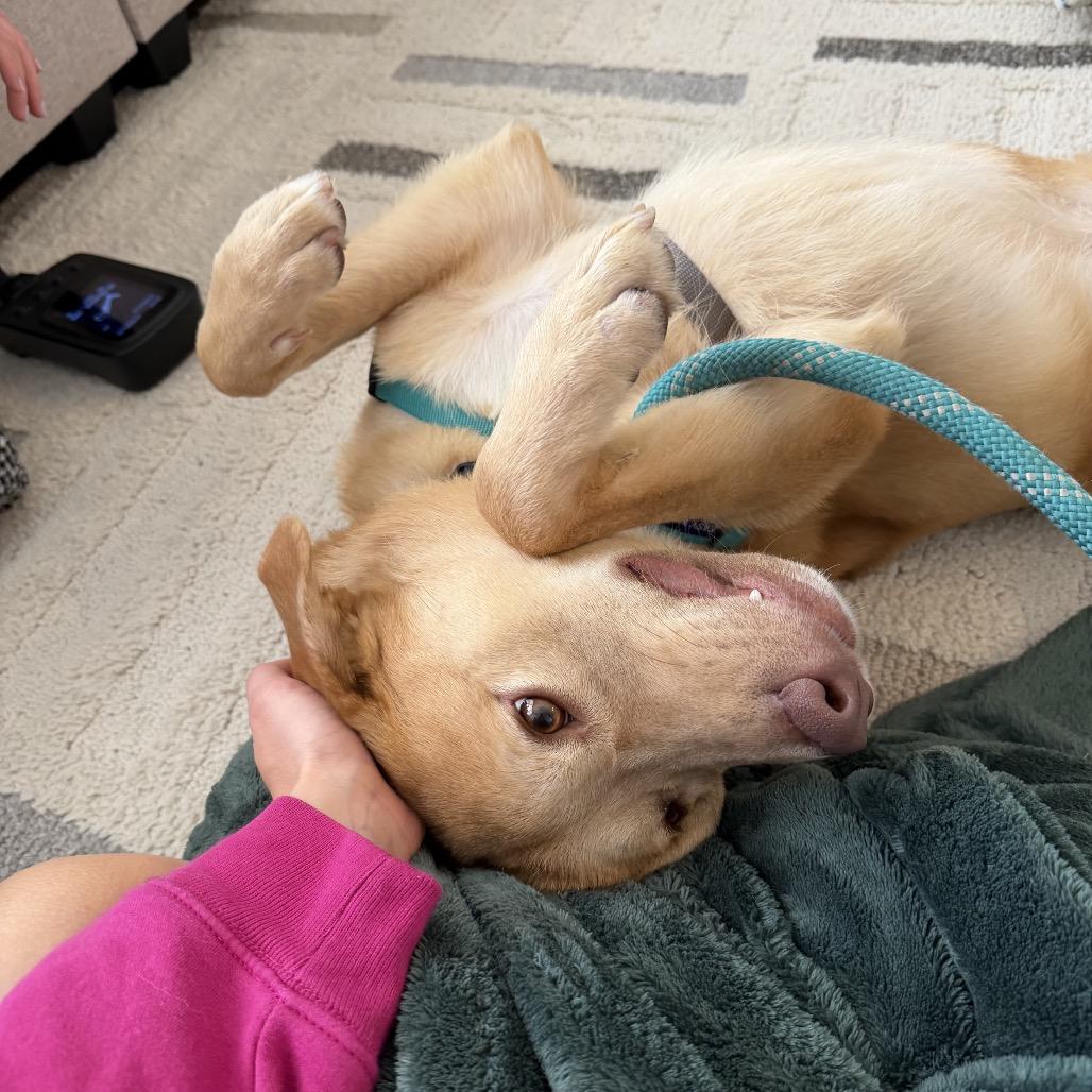 Enlarge Twizzler, a Adoptable mixed breed in Nashville, TN image 5/6