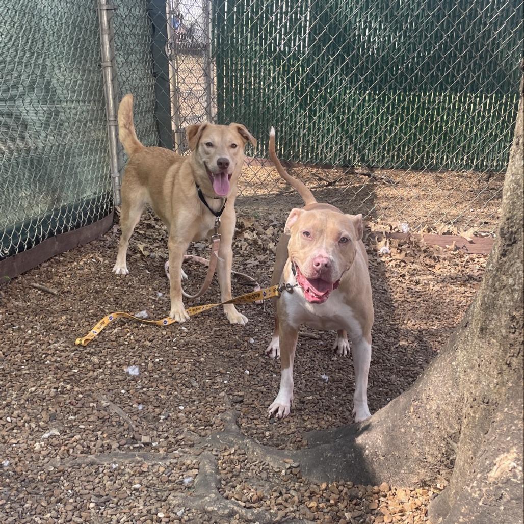 Enlarge Twizzler, a Adoptable mixed breed in Nashville, TN image 6/6