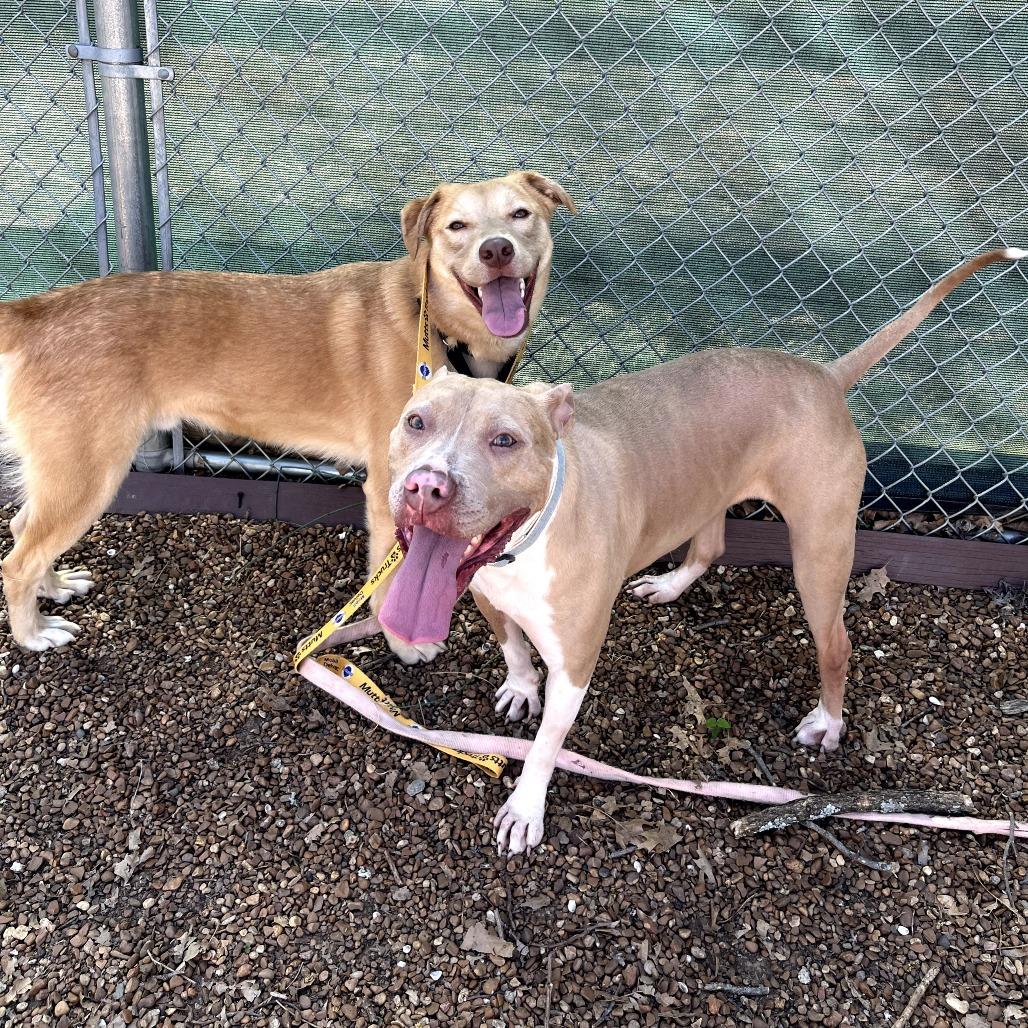 Enlarge Twizzler, a Adoptable mixed breed in Nashville, TN image 6/6