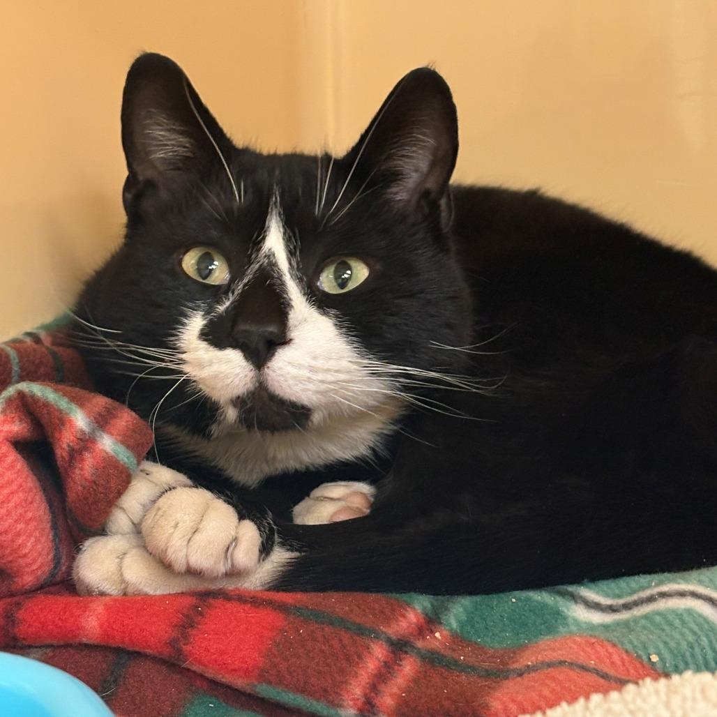 Enlarge Larry, a Adoptable Domestic Short Hair in East Hanover, NJ image 1/6