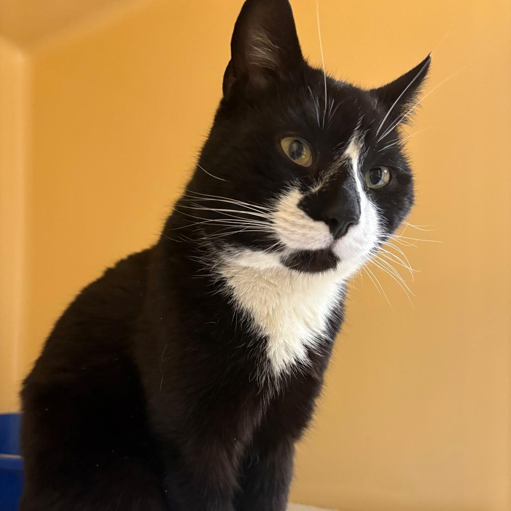 Enlarge Larry, a Adoptable Domestic Short Hair in East Hanover, NJ image 2/6