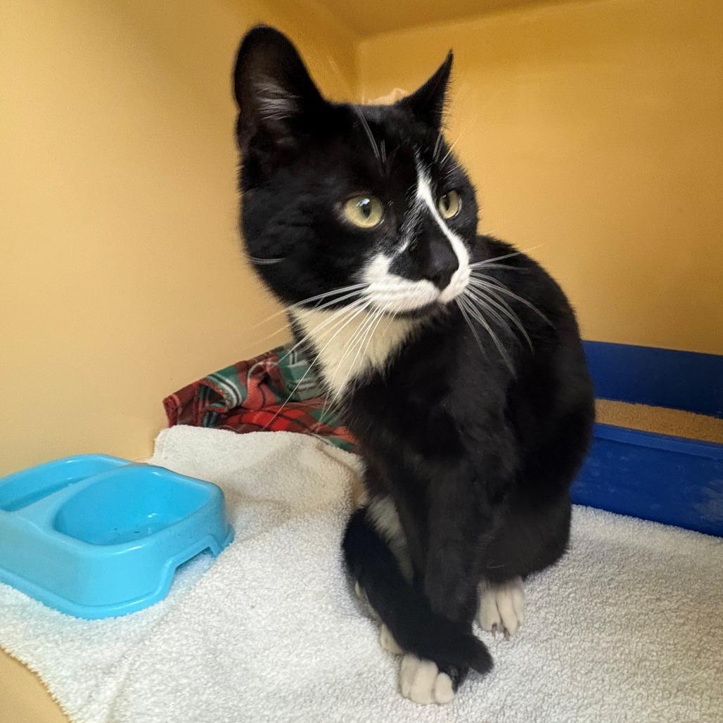 Enlarge Larry, a Adoptable Domestic Short Hair in East Hanover, NJ image 3/6