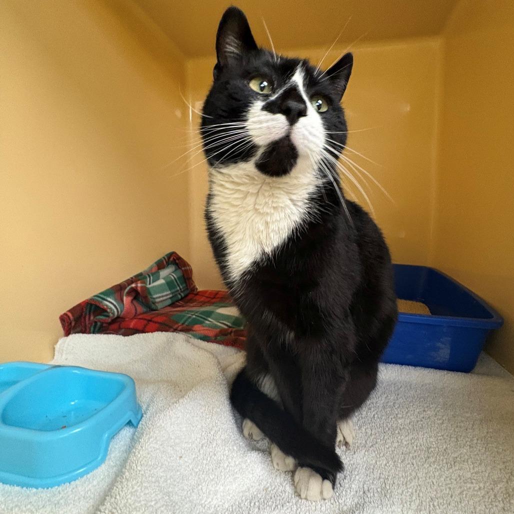 Enlarge Larry, a Adoptable Domestic Short Hair in East Hanover, NJ image 4/6