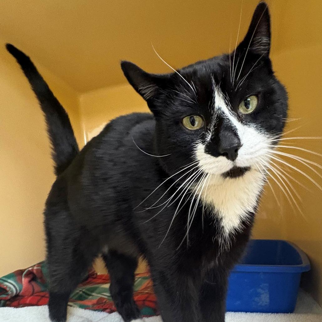 Enlarge Larry, a Adoptable Domestic Short Hair in East Hanover, NJ image 5/6