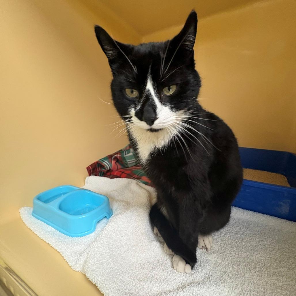 Enlarge Larry, a Adoptable Domestic Short Hair in East Hanover, NJ image 6/6