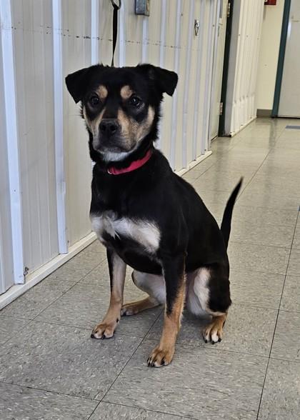 Lainey, a Adoptable Mixed Breed in Freeport, IL image 1/3