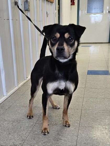 Lainey, a Adoptable Mixed Breed in Freeport, IL image 2/3