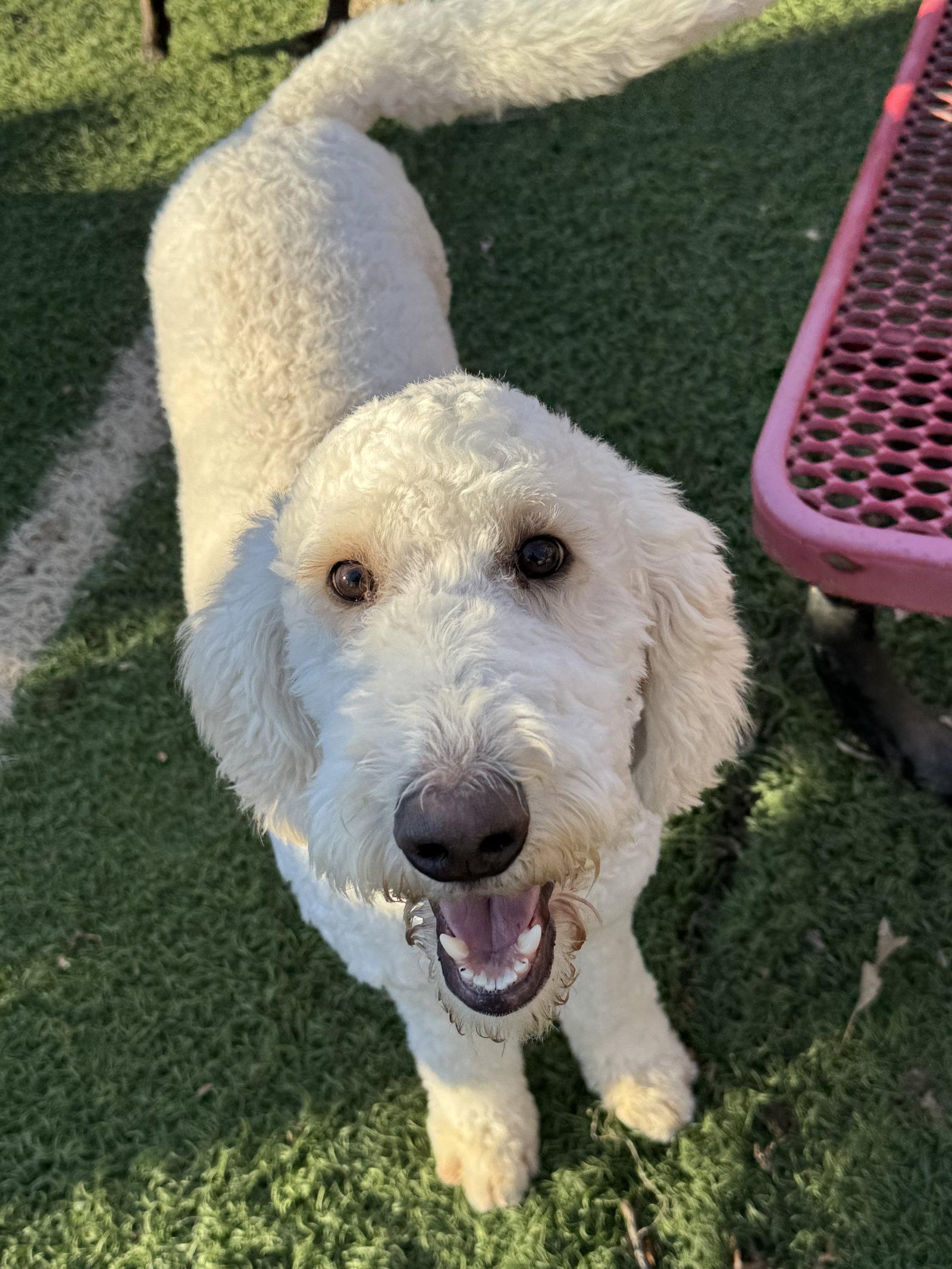 Enlarge Mac, a Adoptable Standard Poodle in Leavenworth, KS image 2/2