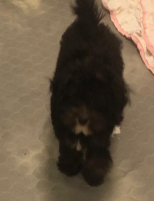 Hinkle, ADOPTABLE, Puppy Male Havanese & Miniature Poodle.