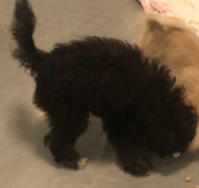 Enlarge Hinkle, a ADOPTABLE mixed breed in Colleyville, TX image 2/3