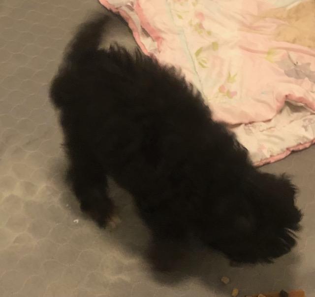 Enlarge Hinkle, a ADOPTABLE mixed breed in Colleyville, TX image 3/3