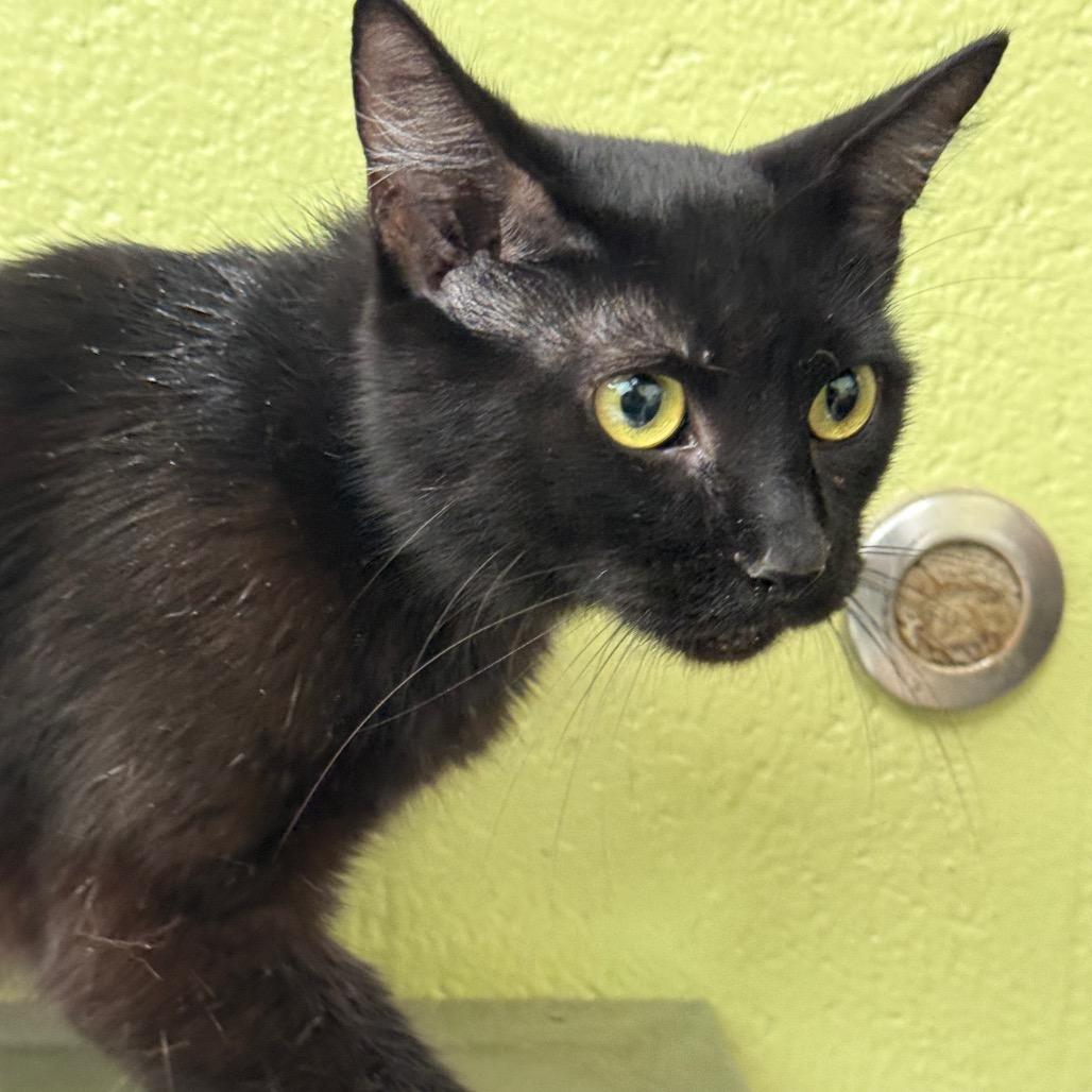 Enlarge Marissa, a Adoptable Domestic Short Hair in Perkiomenville, PA image 1/1