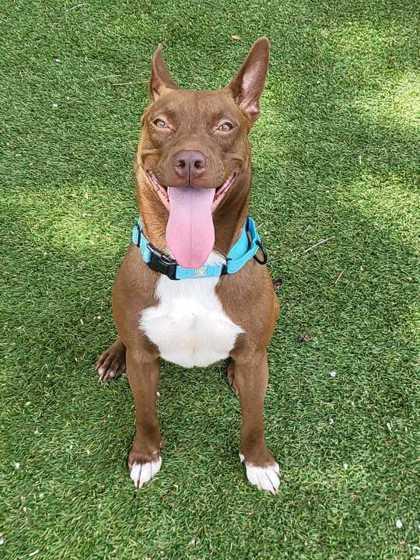 Enlarge Jitters - 2, a Adoptable mixed breed in Daytona Beach, FL image 1/1