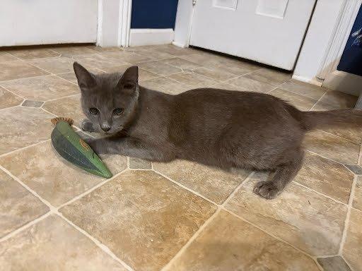 Anna, a Adoptable Domestic Short Hair in Raleigh, NC image 2/4