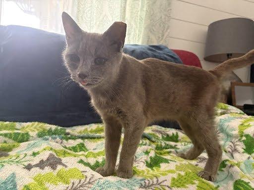 Anna, a Adoptable Domestic Short Hair in Raleigh, NC image 3/4