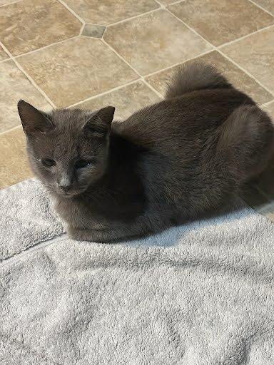 Anna, a Adoptable Domestic Short Hair in Raleigh, NC image 4/4