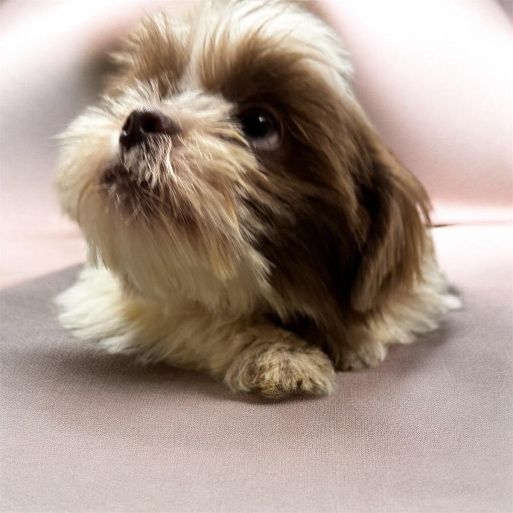 Bao-Adorable Shih Tzu Puppy!, Adopted, Puppy Male Shih Tzu.