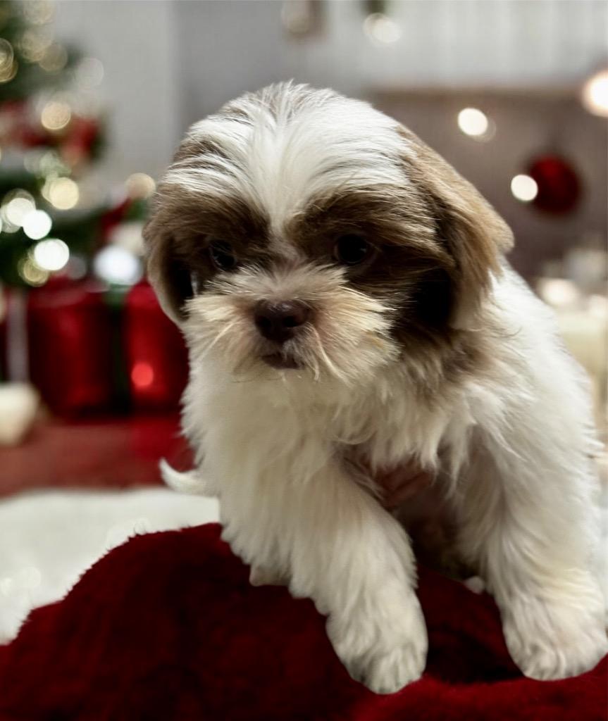 Enlarge Bao-Adorable Shih Tzu Puppy!, a Adopted Shih Tzu in Fort Myers, FL image 2/2