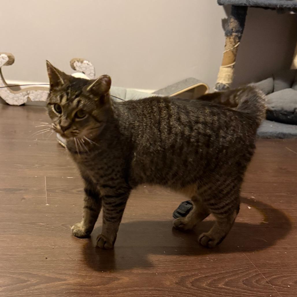 Caesar, Adoptable, Adult Male Domestic Short Hair.