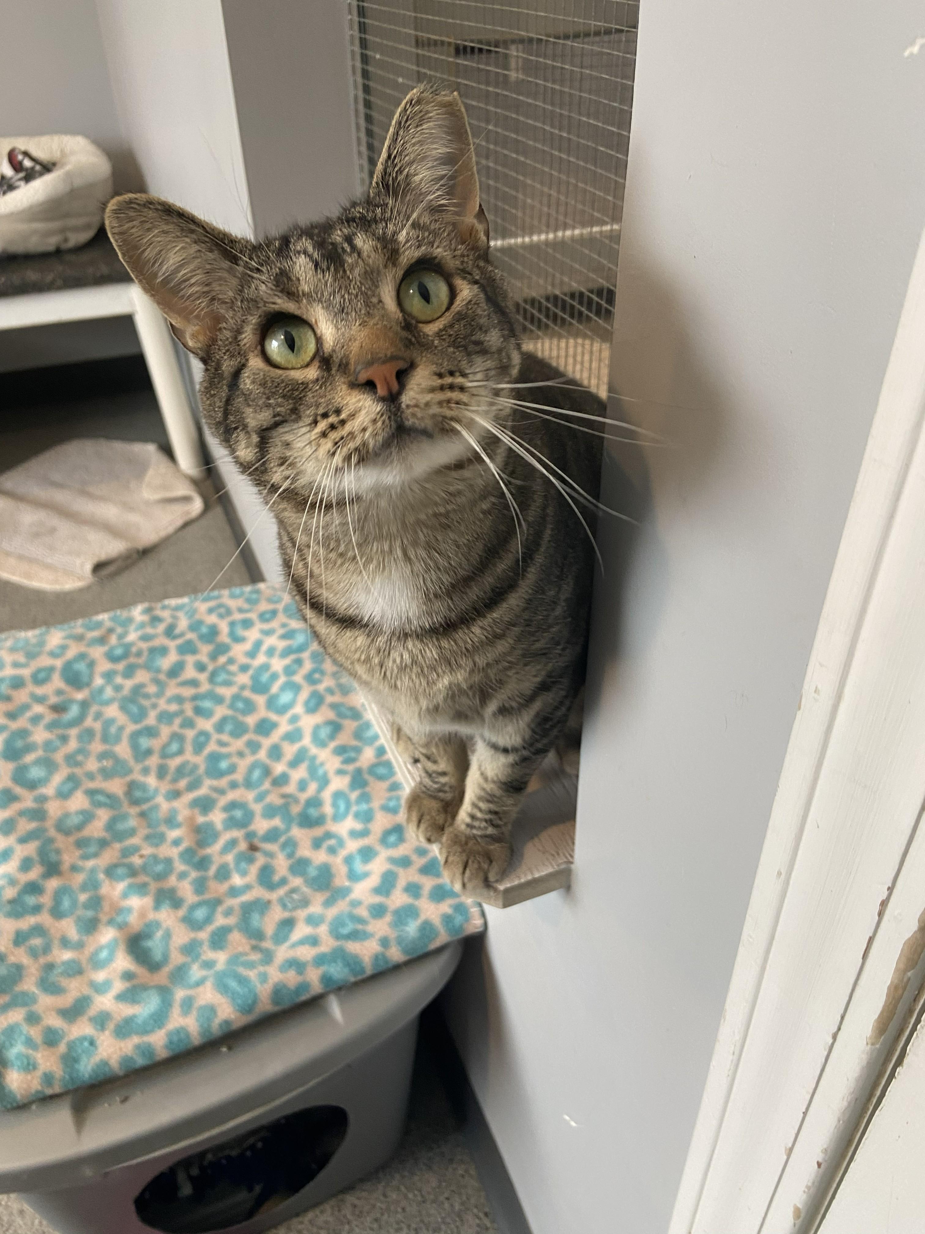 Enlarge Stripey, a ADOPTABLE Domestic Short Hair in Lincoln, NE image 1/1
