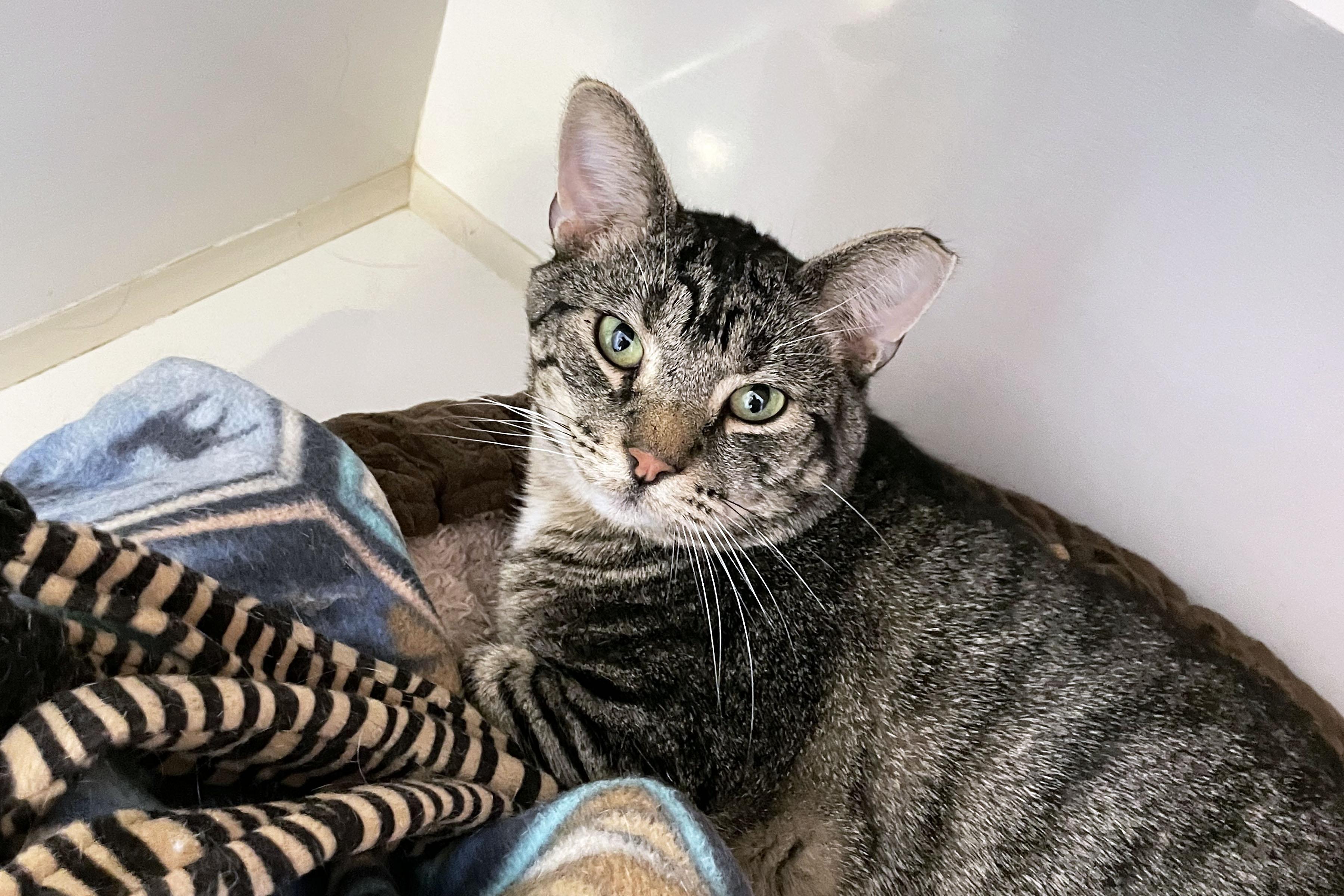 Stripey, ADOPTABLE, Young Male Domestic Short Hair.